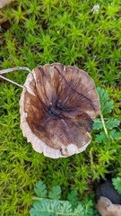 Clitocybe barbularum