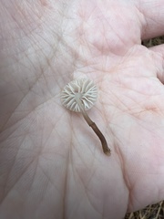 Heliomyces decolorans