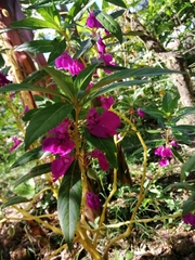 Impatiens balsamina image