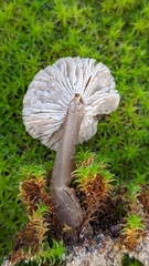 Clitocybe barbularum
