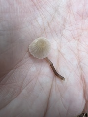 Heliomyces decolorans