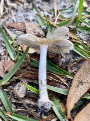 Amanita vaginata