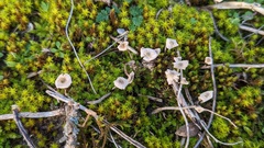 Crinipellis scabella