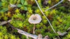 Crinipellis scabella