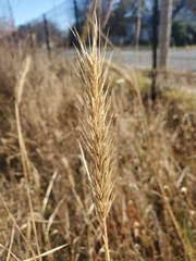 Elymus