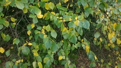 Ulmus minor