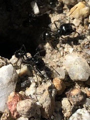 Veromessor pergandei