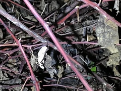 Rieppeleon kerstenii