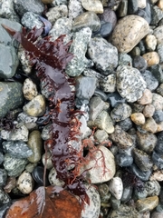 Rhodophyta