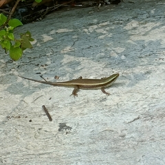 Eutropis carinata