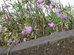 Dianthus rupicola