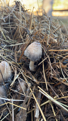 Coprinellus flocculosus