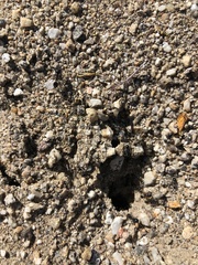 Veromessor pergandei