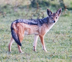 Lupulella mesomelas schmidti