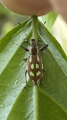 Naupactus bellus