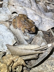 Arthroleptis stenodactylus