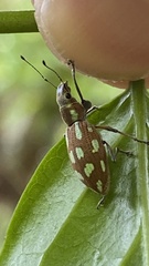 Naupactus bellus