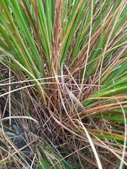 Chionochloa