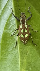 Naupactus bellus