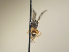 Dichrogaster aestivalis