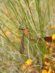 Harpobittacus