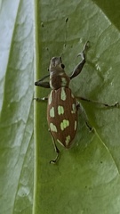 Naupactus bellus