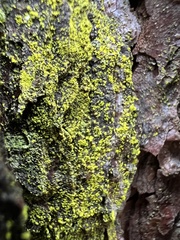 Chrysothrix xanthina