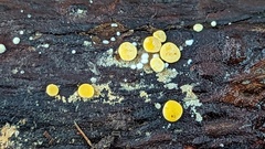 Trichoderma gelatinosum
