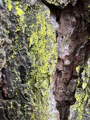 Chrysothrix xanthina