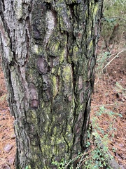 Chrysothrix xanthina