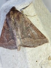 Crocallis tusciaria