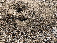 Veromessor pergandei