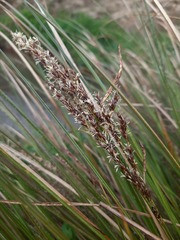 Carex secta