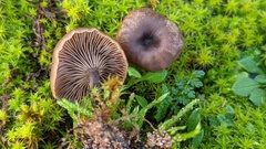 Clitocybe barbularum