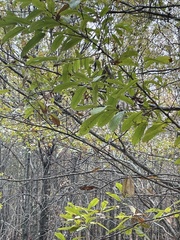 Sideroxylon lanuginosum