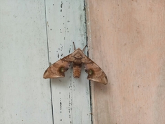 Daphnusa