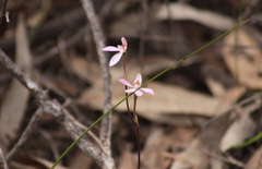Caladenia fuscata