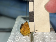 Calephelis aymaran