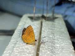 Calephelis aymaran
