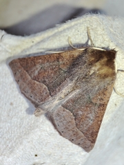 Crocallis tusciaria
