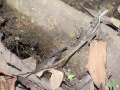 Basiliscus basiliscus