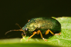 Colaspis