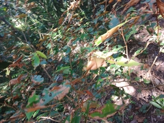 Flemingia strobilifera
