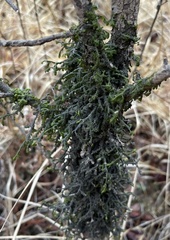 Cladonia furcata