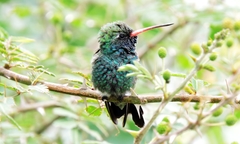 Cynanthus latirostris