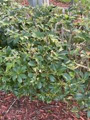 Heptapleurum arboricola