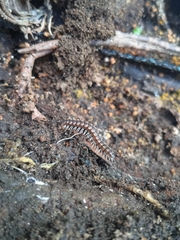 Asiomorpha coarctata