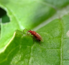Oxycarenus lavaterae