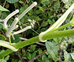 Piper umbellatum