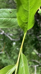 Salix lasiandra caudata